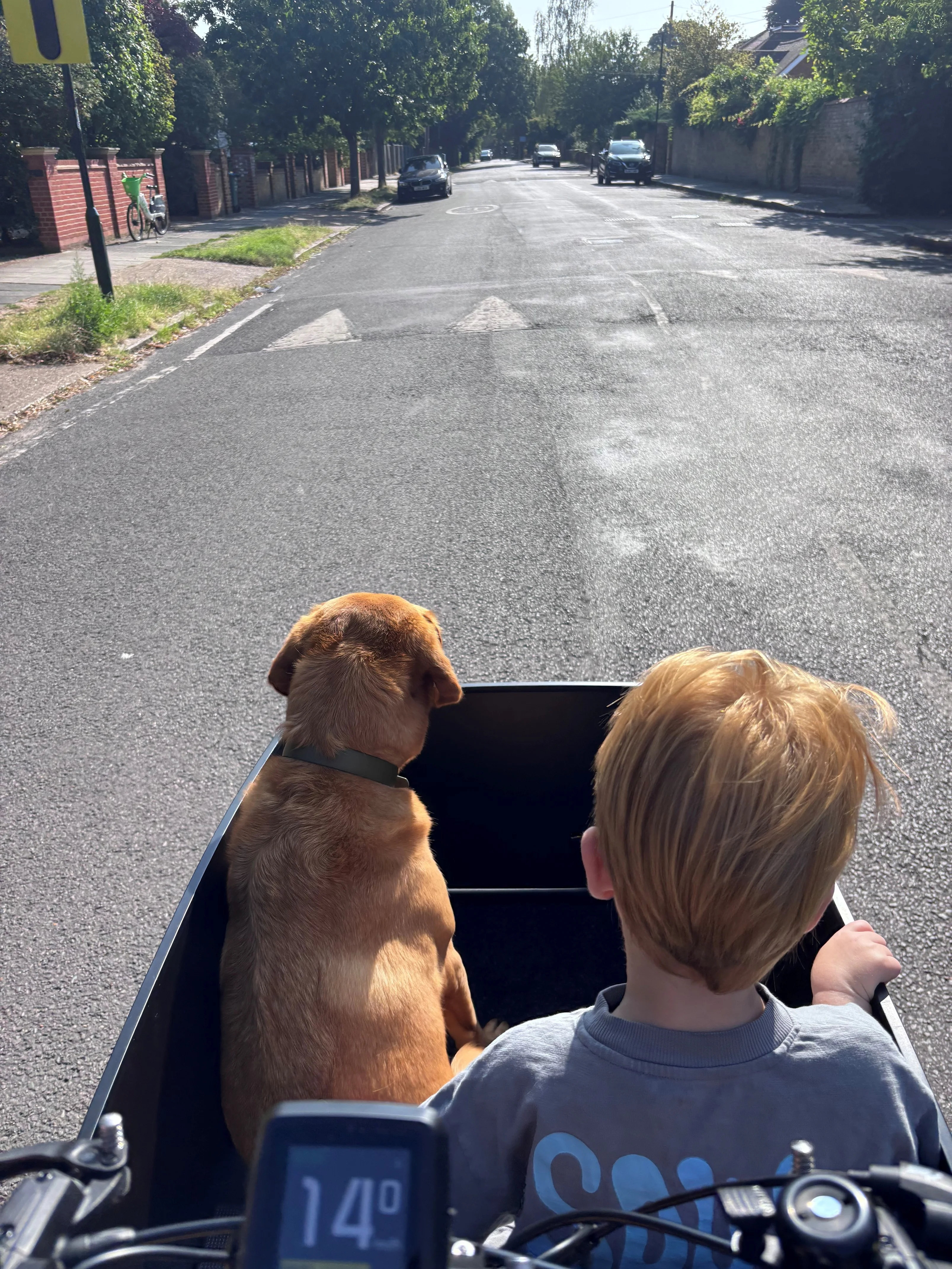 Henry Nelson cargo bike rides with his son and dog