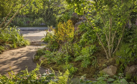 Sweeping path in RHS Chelsea British Rainforest Garden